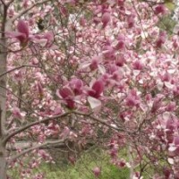 供應各種花木、苗木國槐,青桐,櫻花