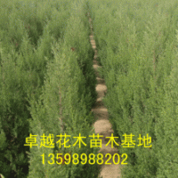 供應：國槐、欒樹、合歡、青桐、白臘、大葉女貞、垂柳
