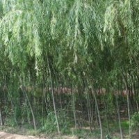 供應垂柳，垂柳苗 ，垂柳價格，垂柳樹