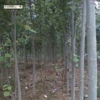 本基地超低價(jià)出售速生楊、國槐、白蠟