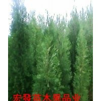 山東側柏,批發(fā)煙臺側柏,1--3米側柏