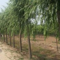 綠化苗木花卉公司（簡稱“綠化苗木”）成立于2009年，位于河北省