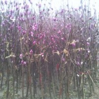 紫白玉蘭苗批發3.5元一棵
