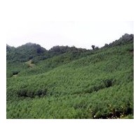 華山松、油松、雪松、檜柏、側柏、冬青.花椒苗、櫻桃、海棠,