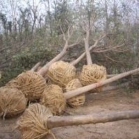 6公分國(guó)槐價(jià)格