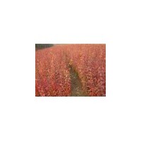 春季低價出售自家苗有播種苗及扦插苗 和工程苗 紫丁香.紅丁香