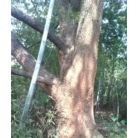 供應野生大規格樟樹