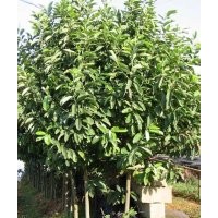 供應深山含笑、黃楊、紅綠梅、十大功勞