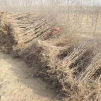 棗樹苗熱購中