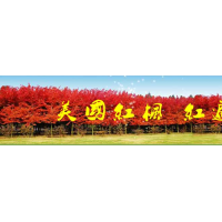 供應(yīng)美國紅楓
