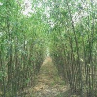 山西萬豐竹柳,全國低價(jià)銷售