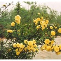 供應河北頂級黃刺玫 迎春花