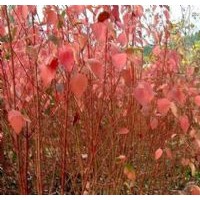供應廊坊紅瑞木 紅寶石 千屈菜 天目瓊花