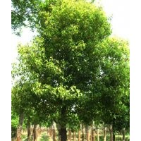 現貨大量供應8-20公分的香樟