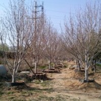 供應15公分八棱海棠架植樹20棵；成活率高
