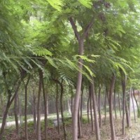 江西國槐 國槐價格 國槐基地