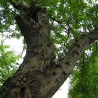 供應20-70公分皂莢樹5000棵