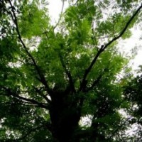 供應大規格皂莢20-80公分