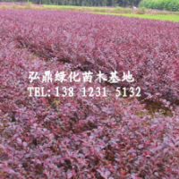供應紅花繼木，紅花繼木價格，紅花繼木品種齊全