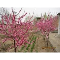 批售紅葉李，榆葉梅，冬青，檜柏，龍柏