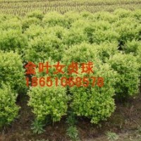 哪里金葉女貞球便宜，哪里有金葉女貞球，哪里金葉女貞球多