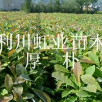 供應湖北利川經濟苗木厚樸小苗 厚樸種子 厚樸樹苗 厚樸樹苗價格