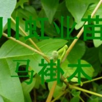 供應湖北利川造林綠化用馬褂木（又名鵝掌楸）
