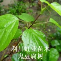 供應湖北利川產綠化用灌木神豆腐樹（斑鳩葉）神豆腐樹苗臭黃金