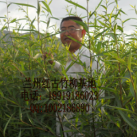 綠化苗，插條竹柳,甘肅竹柳,美國竹柳