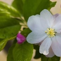 供應山西省八棱海棠苗