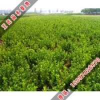 冬青的種植技術