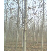供應3公分至20公分速生法桐