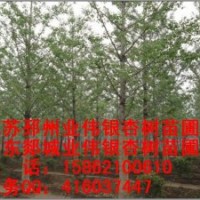供應銀杏樹