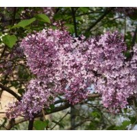 丁香樹——山西金源丁香樹種植基地、丁香樹價格