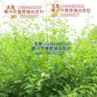 低價(jià)供應(yīng) 榆葉梅 黃櫨 流蘇 碧桃 側(cè)柏海棠桂花無(wú)刺皂角