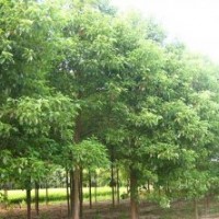 移栽三年的50-80公分的香泡樹(shù)出爐了，火熱供應(yīng)中