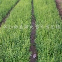 供應 衛矛、扶芳藤、金葉女貞、大葉黃楊、小葉黃楊、金邊黃楊