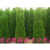 蜀檜，蜀檜價格，南京蜀檜基地直接批發1米蜀檜，2米蜀檜