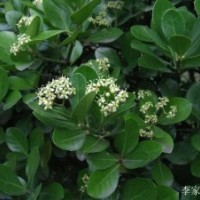 豐花月季、灑金柏、劍麻、紅葉女貞