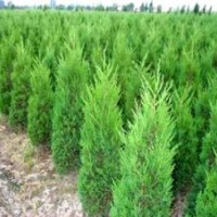 山東側柏苗，1.5米側柏的價格是多少