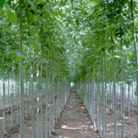 大量供應(yīng)速生柳、國槐、垂柳、合歡、欒樹等各種規(guī)格綠化苗木