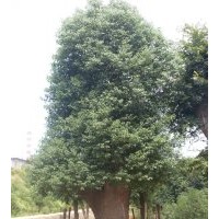 湖南香樟大量低價供應