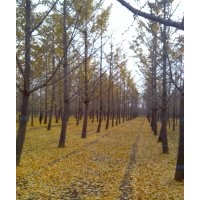 銀杏苗木 基地供應 基地看樹 現場挖樹 規格齊全