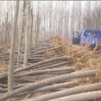 國槐小苗價格低