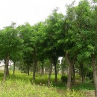 山東嘉祥賣各種規(guī)格國(guó)槐 國(guó)槐小苗 大國(guó)槐