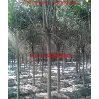 肥西供應各種綠化苗木 大規格喬灌木