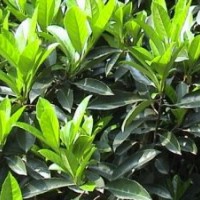 湖南綠化苗木花木法國冬青湖南瀏陽花木苗木法國冬青河南四季紅苗
