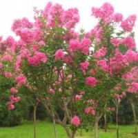 供應河北紫薇,紫荊,猬實