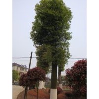 30公分骨架移栽香樟低價供應