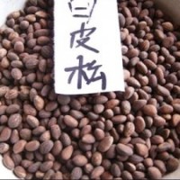 西安優質白皮松種子供應